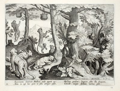 Greedy panthers eat human excrement suspended from trees by shepherds, and die, illustration from 